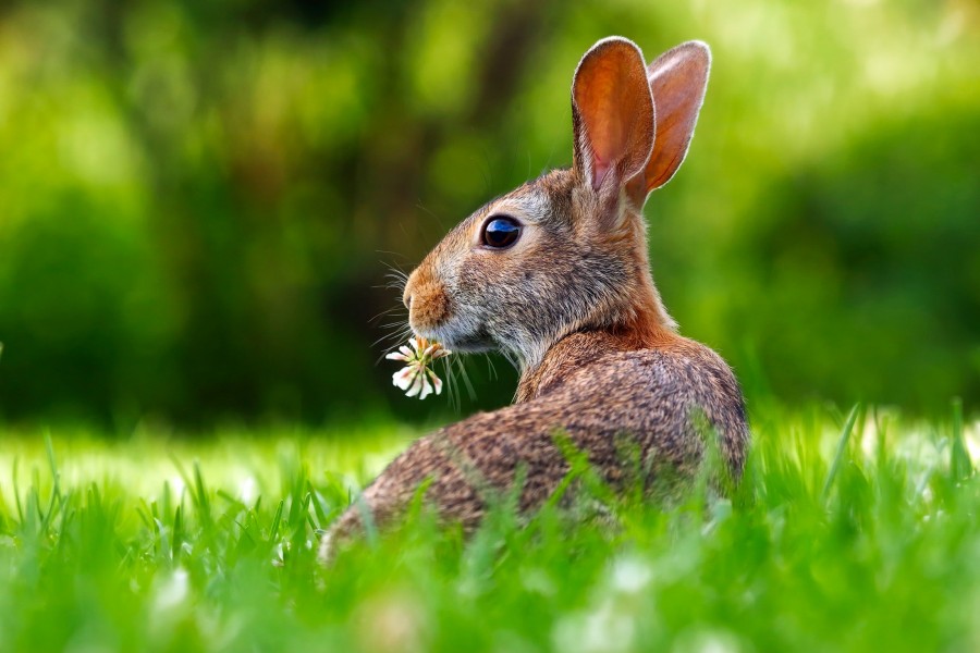 Contro quali patologie si vaccina il coniglio?